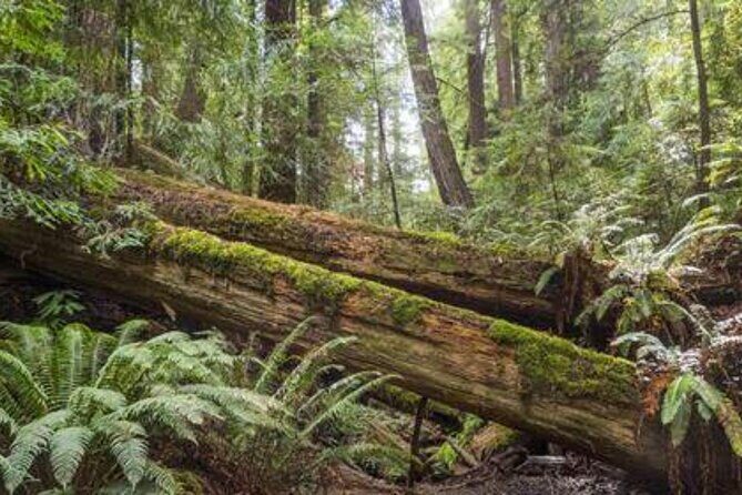 Women Only 5 day California Vineyards, Waves and Wine Tour - Day 5: Sonoma Valley’s Relaxing Finale