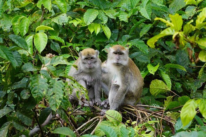 Wonderful 2Days 1Night Bukit Lawang Jungle Trekking Free Rafting - Frequently Asked Questions