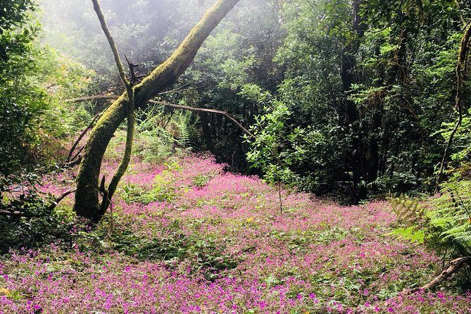 Wonderful hike through the Magic Forest of Tenerife - Exploring Tenerife’s Laurel Forest: A Botanical Journey