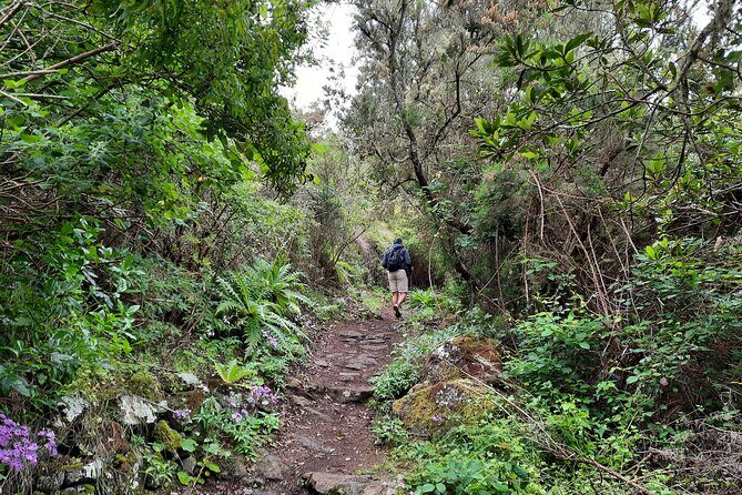 Wonderful hike through the Magic Forest of Tenerife - Authentic Reviews and Insights