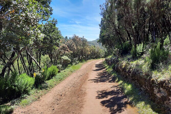 Wonderful hike through the Magic Forest of Tenerife - Pricing and Value