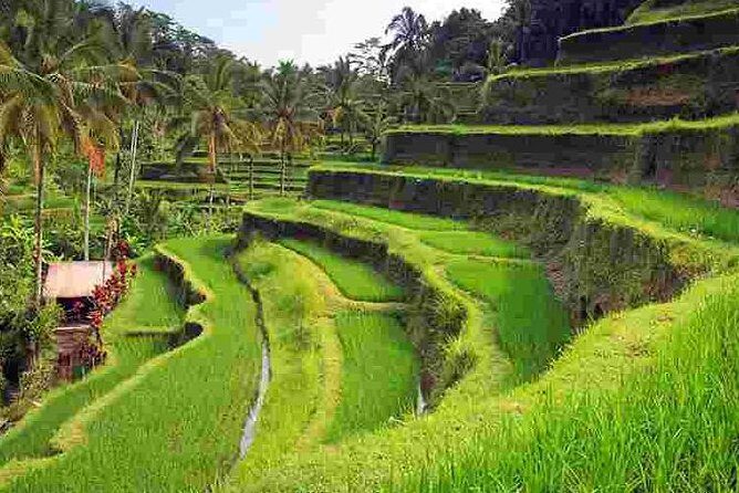 Wonderful Of Ubud Tours - Who Is This Tour Best For?