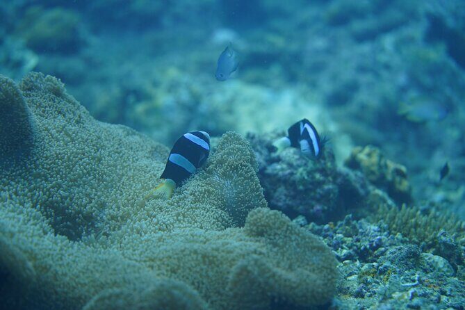 Wonderful Snorkeling Trip from Manila! updated *** - An Overview of the Experience