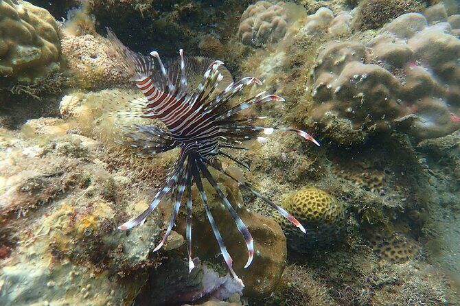 Wonderful Snorkeling Trip from Manila! updated *** - Authentic Experiences from Other Travelers