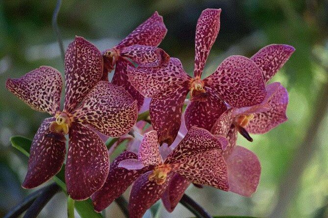 Wonders of Nadi Tour - Hindu Temple, Sleeping Giant Gardens, Markets & Shopping - The Convenience of Pickup and Group Size