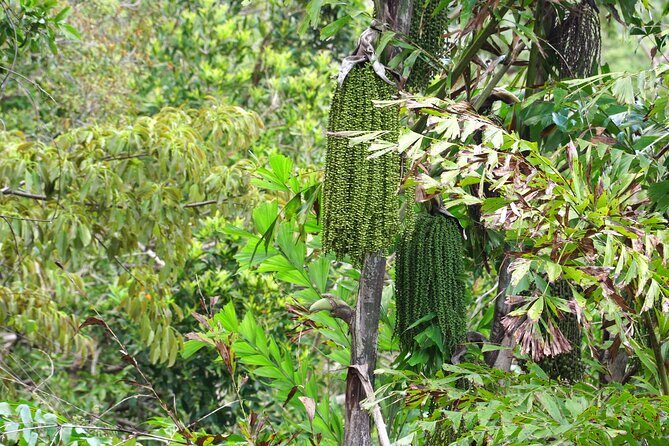 Wonders of Nui Chua National Park - Day Trek in Vinh Hy Bay - Authentic Encounters and Honest Impressions
