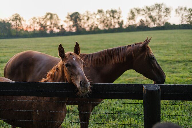 Woodford Reserve, Kismet Thoroughbred Farm & Whiskey Thief - FAQ