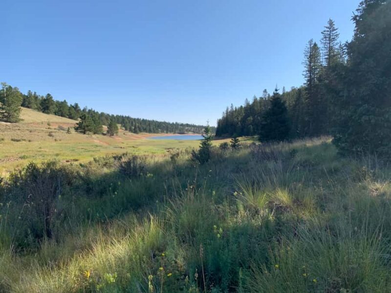 Woodland Park: Snowshoeing Guided Hike - An Introduction to the Experience