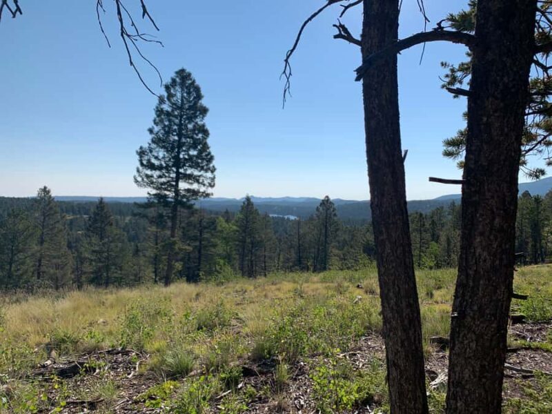 Woodland Park: Snowshoeing Guided Hike - Why We Think This Tour Offers Great Value