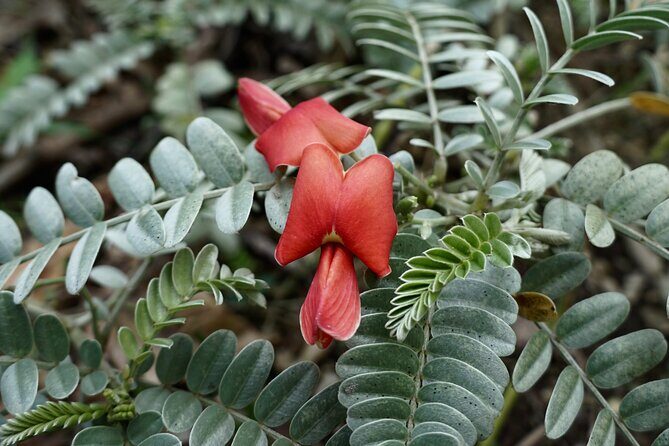 Work with Native Reforestation and Polynesian Agriculture in Maui - Deep Dive into the Experience: What to Expect