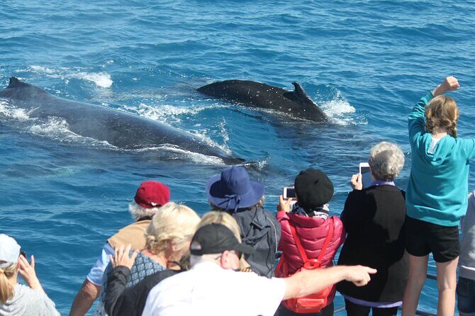 World class Whale Watching from Hervey Bay - The Experience and Itinerary