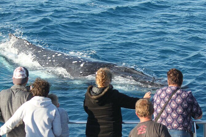 World class Whale Watching from Hervey Bay - The Value for Money