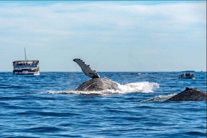 World Class Whale Watching with Breakfast and Open Bar - The Value for Money
