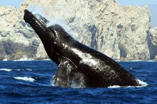 World Class Whale Watching with Breakfast and Open Bar - Who Is This Tour Best For?