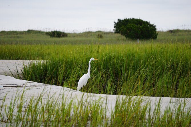 Wrightsville BirdWatching Cruise - Key Points
