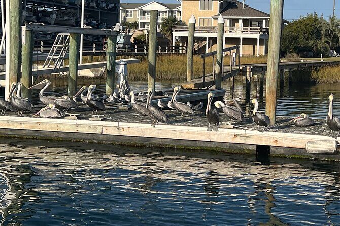 Wrightsville BirdWatching Cruise - Exploring the Wrightsville BirdWatching Cruise in Detail
