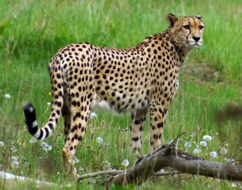 Wroclaw: Zoo with Private Transport and Tickets - Who Is This Tour Best For?