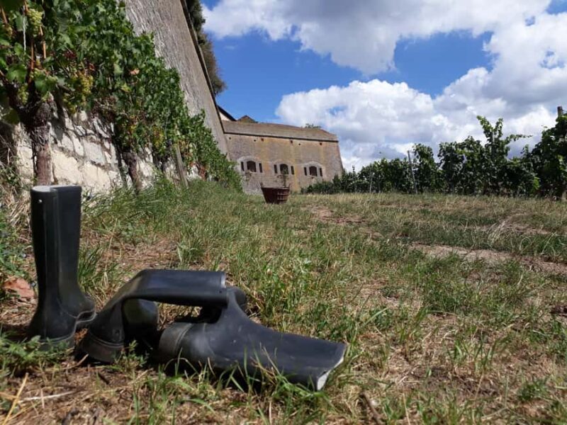 Wuerzburg: Wine mountain rally with wine tasting and group dynamics - Practical Tips for Travelers