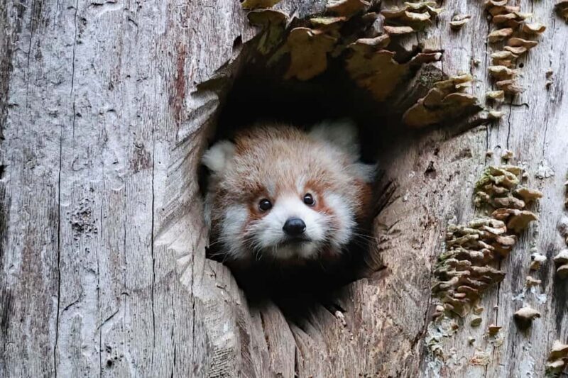 Wuppertal: Entry to the Green Zoo Wuppertal - What You Can Expect During Your Visit