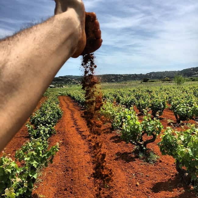 Xalo: Vineyard Tour with Wine Tasting and Snacks - Exploring the Xalo Vineyard Tour with Wine Tasting and Snacks: An Authentic Spanish Experience