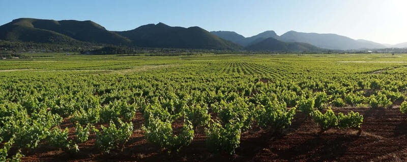 Xalo: Vineyard Tour with Wine Tasting and Snacks - Is This Tour Worth It?