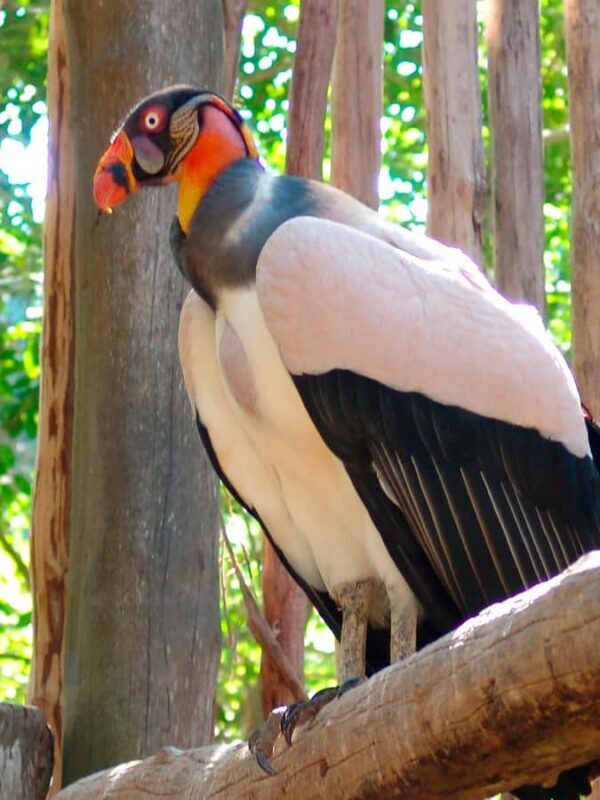 Xcaret Plus Ticket - Key Points