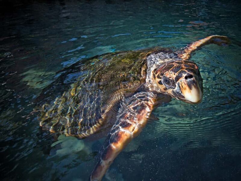 Xcaret Plus Ticket - Who Should Consider This Tour?