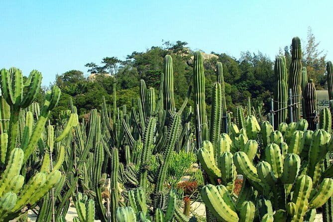 Xiamen Private Day Tour: Botanical Garden and Jimei School Village - Second Stop: Jimei School Village — A Cultural and Educational Treasure