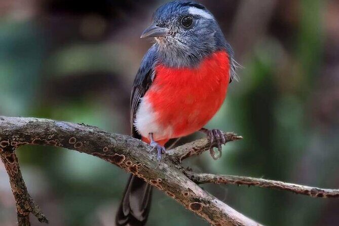 Xocen Birding - Key Points