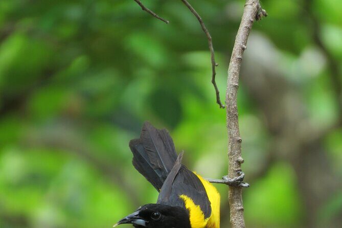 Xocen Birding - Who Will Love This Tour?