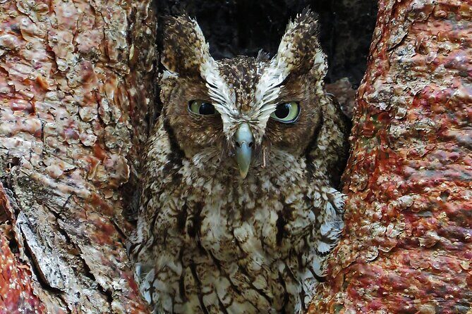 Xocen Birding - FAQs