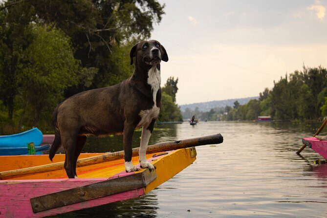 Xochimilco BOAT LIGHT PARTY WITH 1 DRINK AND 4 TAQUITOES + 18 - Authenticity and Real Traveler Insights