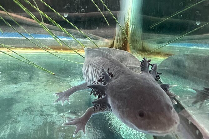 Xochimilco Boat Ride with Kids - FAQs