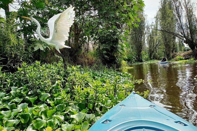 Xochimilco Canals by Kayak - An In-Depth Look at the Xochimilco Kayak Tour