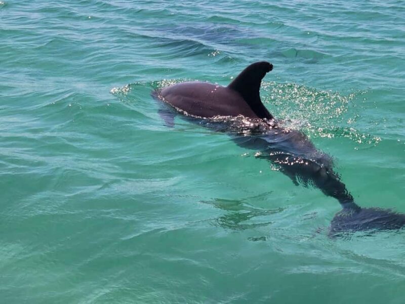 Xtreme H2o Destin: Jet Ski Dolphin Tour - Key Points