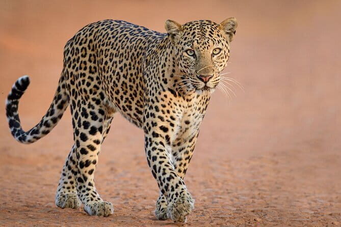 Yala and Udawalawa National Park Safari Tour From Hambantota port - Key Points