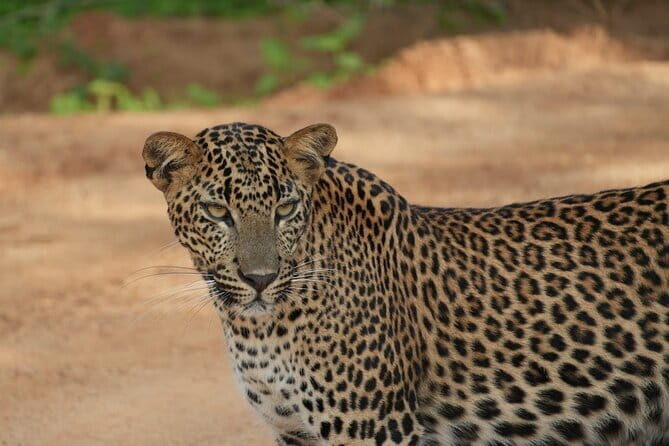Yala and Udawalawa National Park Safari Tour From Hambantota port - The Experience: What to Expect from the Tour