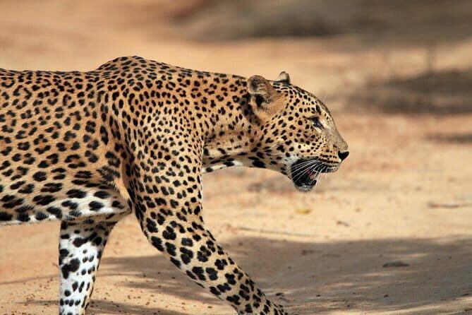 Yala and Udawalawa National Park Safari Tour From Hambantota port - FAQ