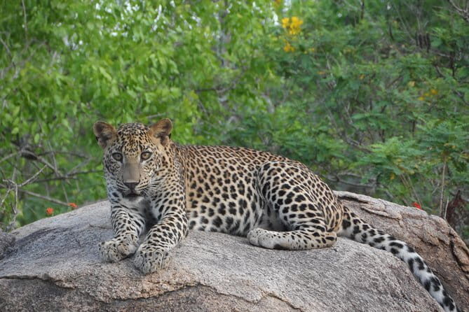 Yala Best Extended Half Day Safari By Ceylon Leopard Safari - Who Should Book This Safari?