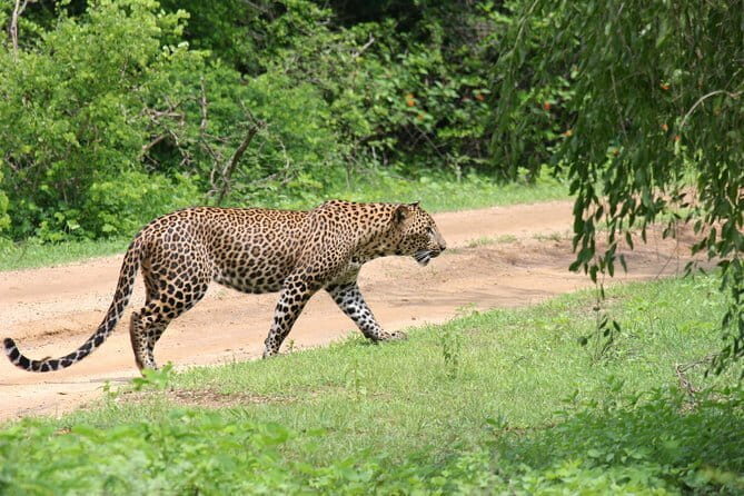 Yala Camping by Ajith Safari All Inclusive - Final Thoughts