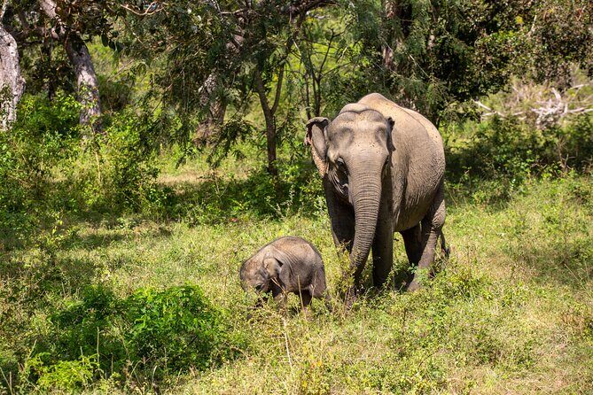 Yala Full Day Safari from Hambantota Port Shore Excursion - A Deep Dive into the Yala Safari Experience
