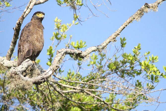 Yala Full Day Safari from Hambantota Port Shore Excursion - FAQ