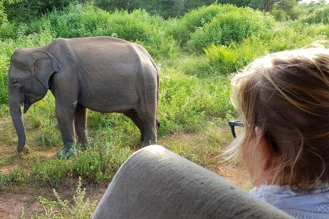 Yala half day safari - An In-Depth Look at the Yala Safari Experience