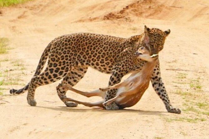 Yala half day safari - Final Thoughts