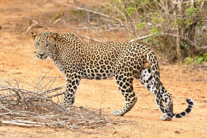 Yala Half Day Safari from Hambantota Port Shore Excursion - Key Points