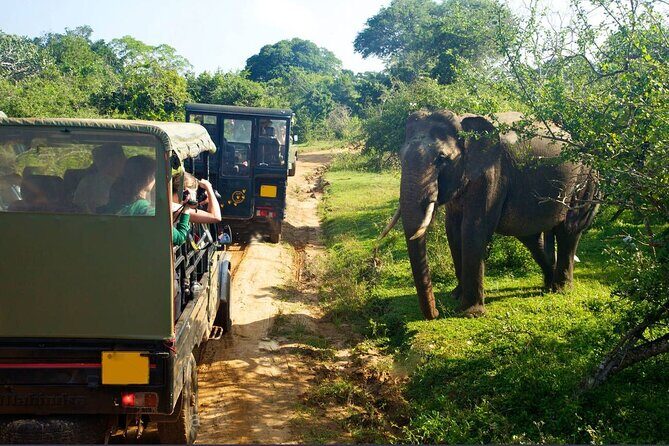 Yala Half Day Safari from Yala - Final Thoughts
