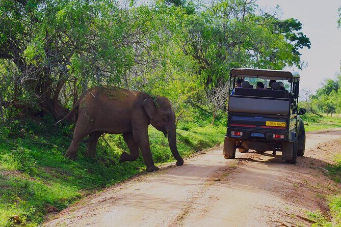 Yala Half Day Safari from Yala - FAQ