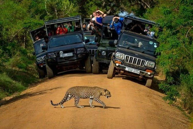 Yala National Park (Day Tour) - Who This Tour Is Perfect For