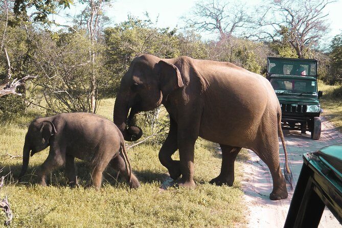 Yala National Park Entrance Ticket with Private Safari - The Sum Up