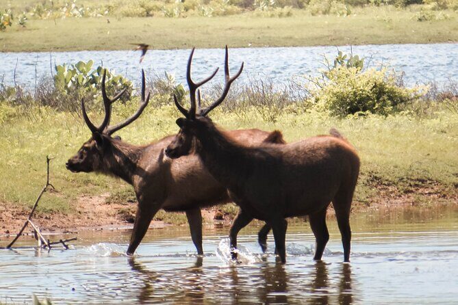 Yala National Park Entrance Ticket with Private Safari - Frequently Asked Questions